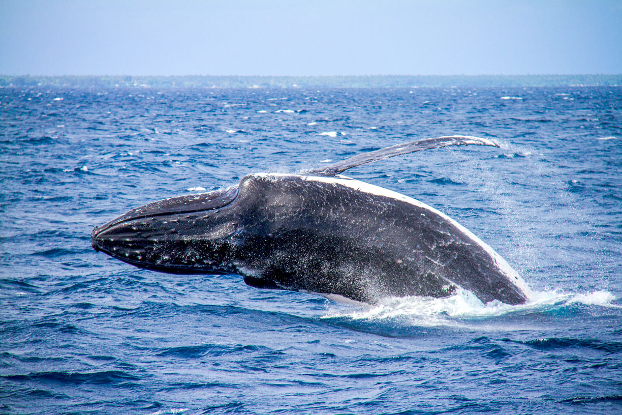 The Tongan islands are known as a destination for Humpbacks, Tonga
