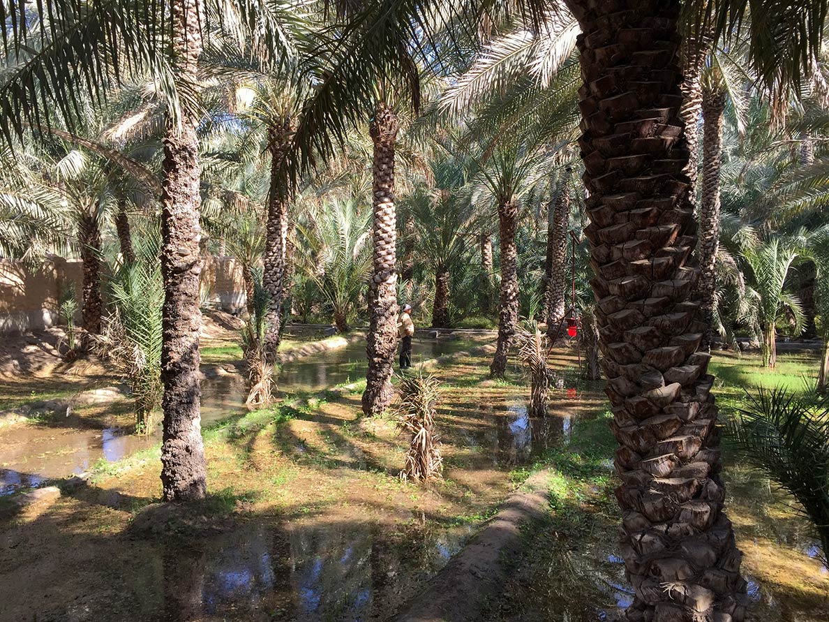 Al Ain Oasis with its ancient Falaj irrigation system