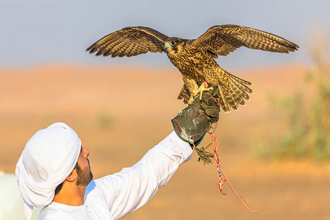 Falcon training in the desert near Dubai, United Arab Emirates