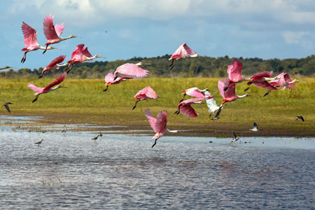 A flock of roseate spoonbills, Florida.