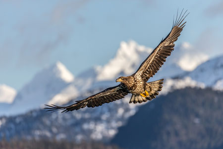 A bald eagle flying over Kachemak Bay.of Alaska.