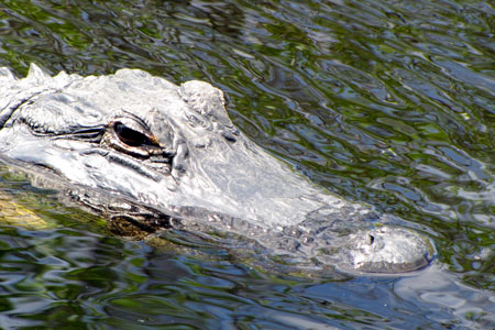 American Alligator, Florida