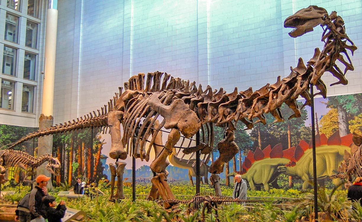 Mounted Apatosaurus louisae at the Carnegie Museum of Natural History, Pittsburgh, Pennsylvania