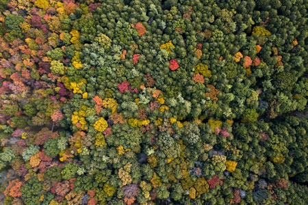 Aerial view of autumn colored trees in Pennsylvania