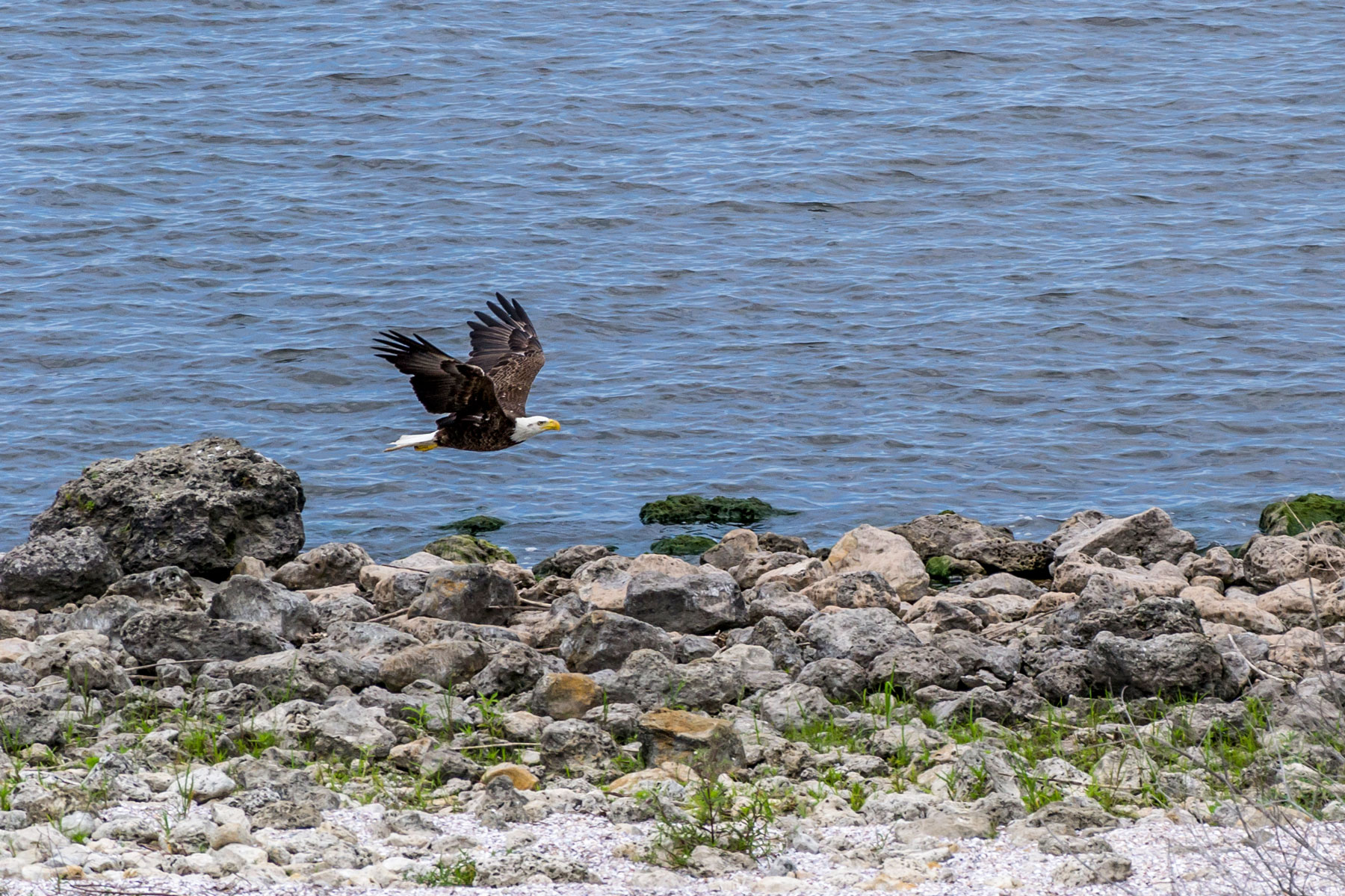 Bald Eagle hunting on the shore of Lake Okeechobee, Florida.