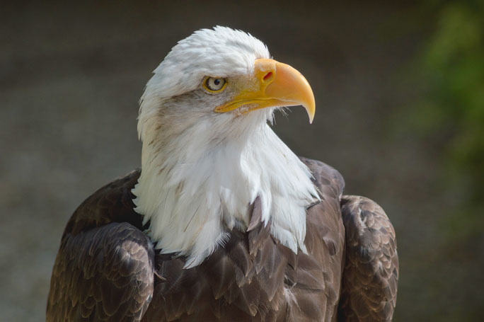 Head of the American Bald eagle (Haliaeetus leucocephalus), a symbol for the United States 