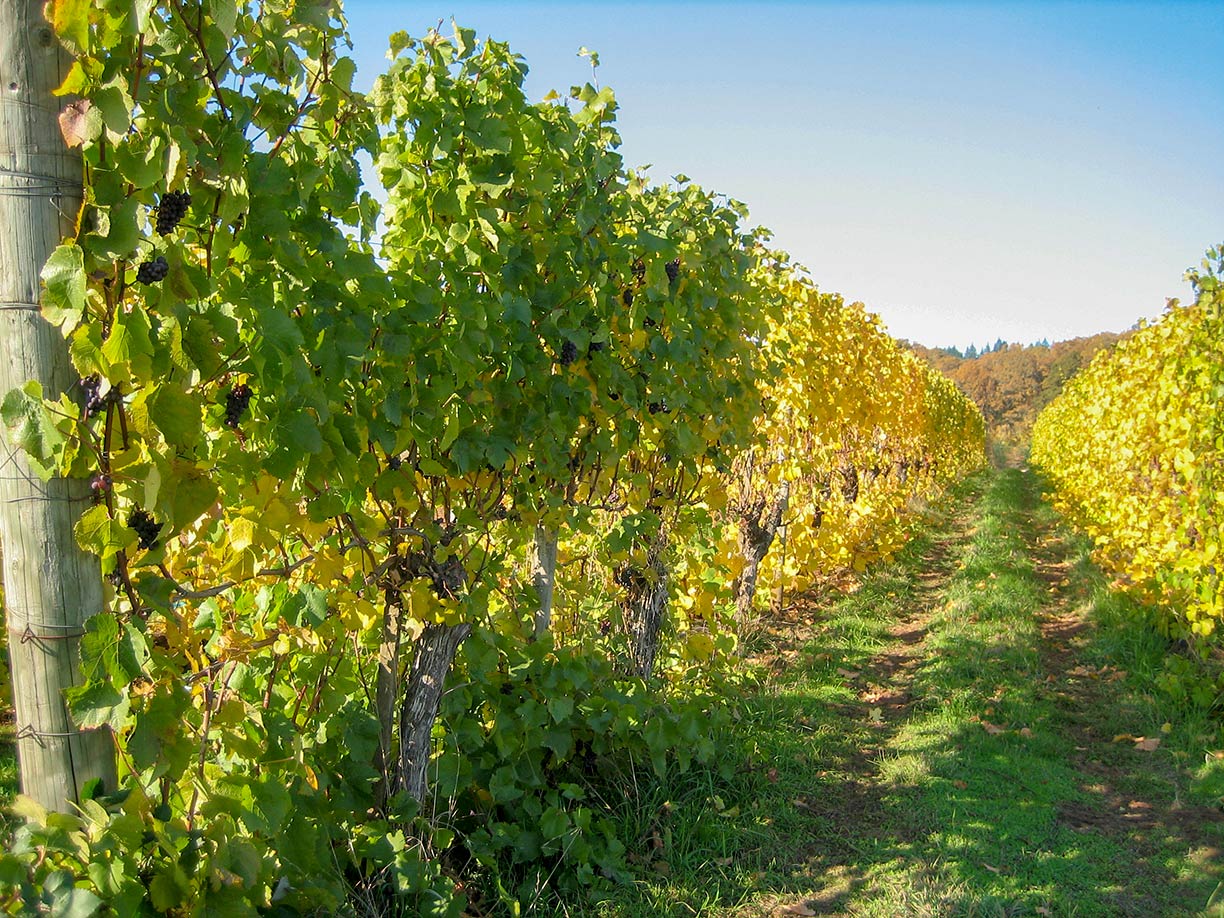Vineyard in the Willamette Valley wine region of Eola-Amity Hills, Oregon