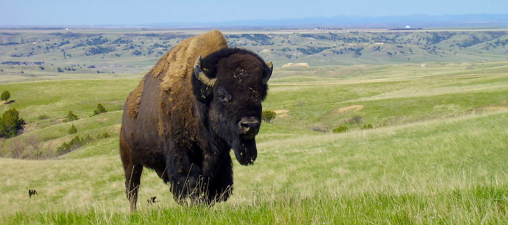 Bison in Badlands National Park in South Dakota