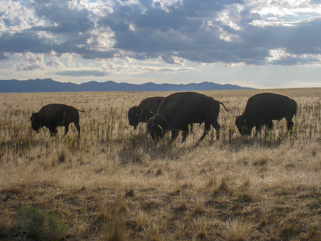 Bisons at Antelope Island, Salt Lake City, UT