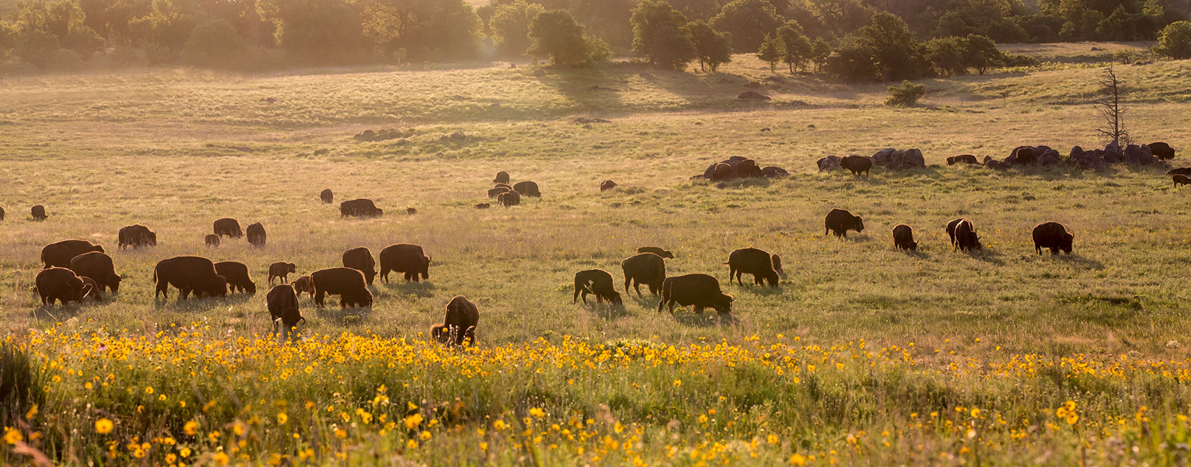 Bison in the Wichita Mountains Wildlife Refuge in Oklahoma
