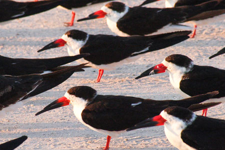 Black skimmers at Lake Okeechobee