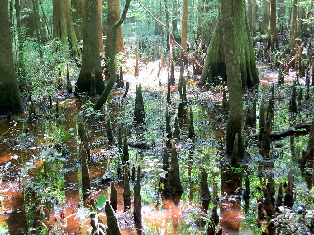 Bald cypress trees in Congaree National Park