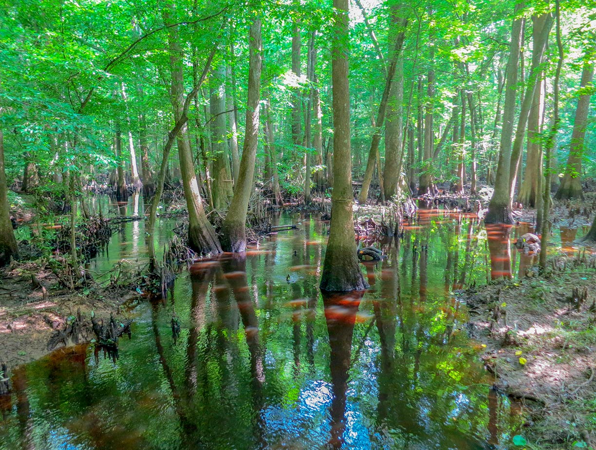 Parc national de Congaree en Caroline du Sud