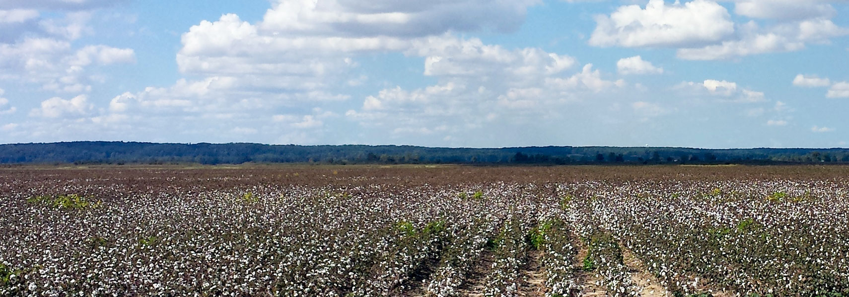 Cotton fields in Poinsett County, Arkansas