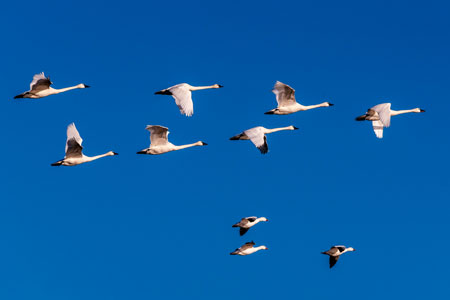 A flock of snow geese in the Middle Creek Wildlife Management Area.