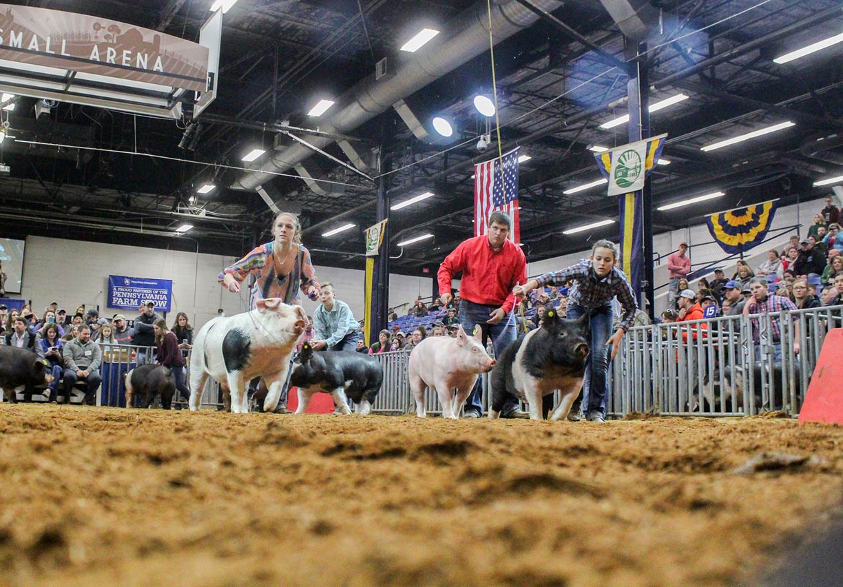 Junior Market Hog Show at the Pennsylvania Farm Show in Harrisburg PA