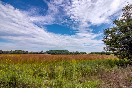 Midewin National Tallgrass Prairie (MNTP) in Summer, Illinois