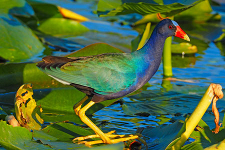 A Purple Gallinule wades over water lily pads in Everglades National Park.