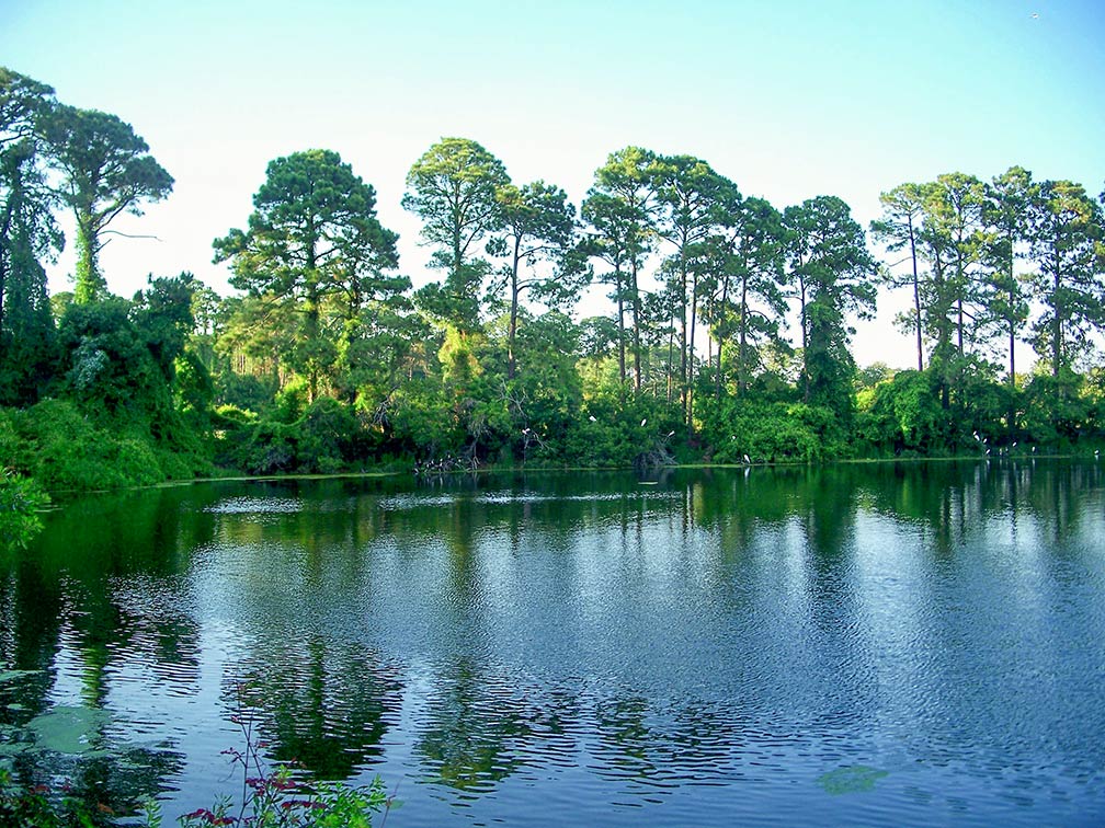 Pond and great egrets, bird rookery on Jekyll Island, Georgia