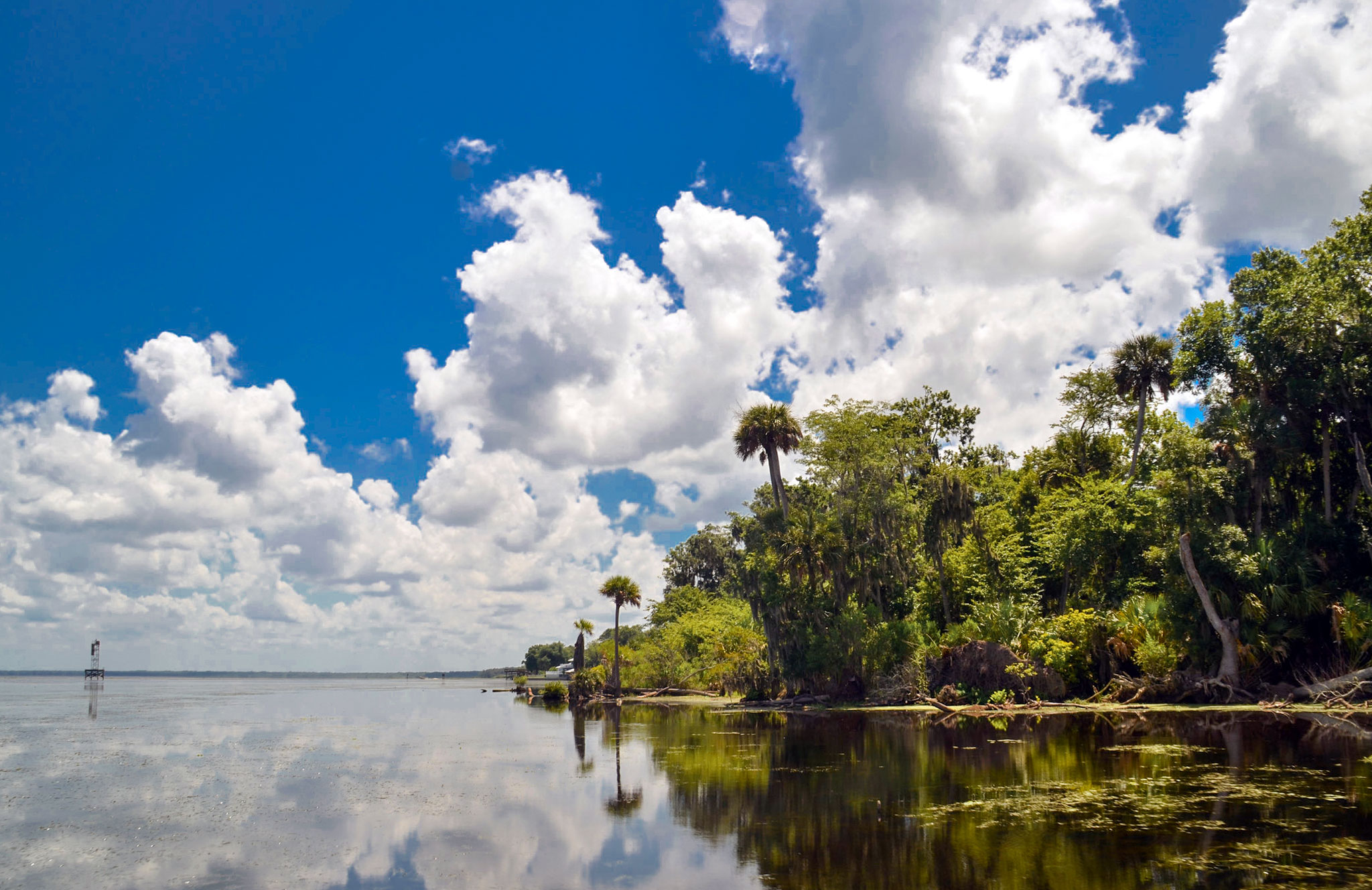 St. John's River in the Ocala National Forest, which is part of the National Forests in Florida.