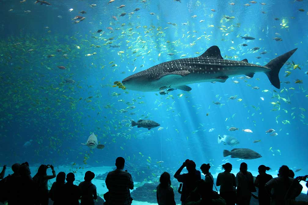 Male whale shark in Georgia Aquarium in Atlanta, Georgia, USA