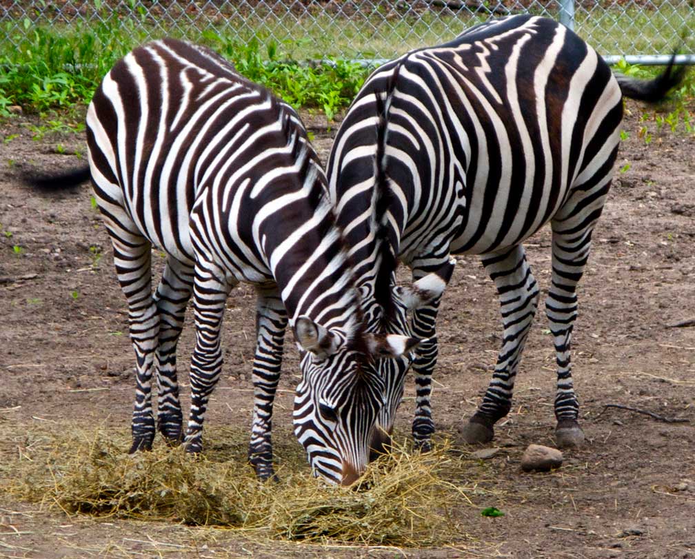 Zebras in Topeka Zoo and Conservation Center