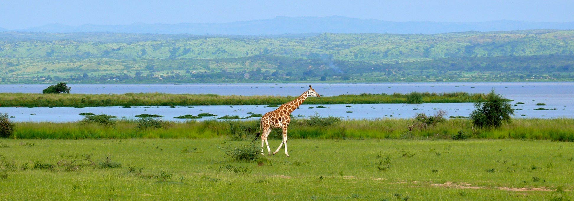 Rothschild's giraffe at the White Nile out of Lake Albert, Murchison Falls National Park