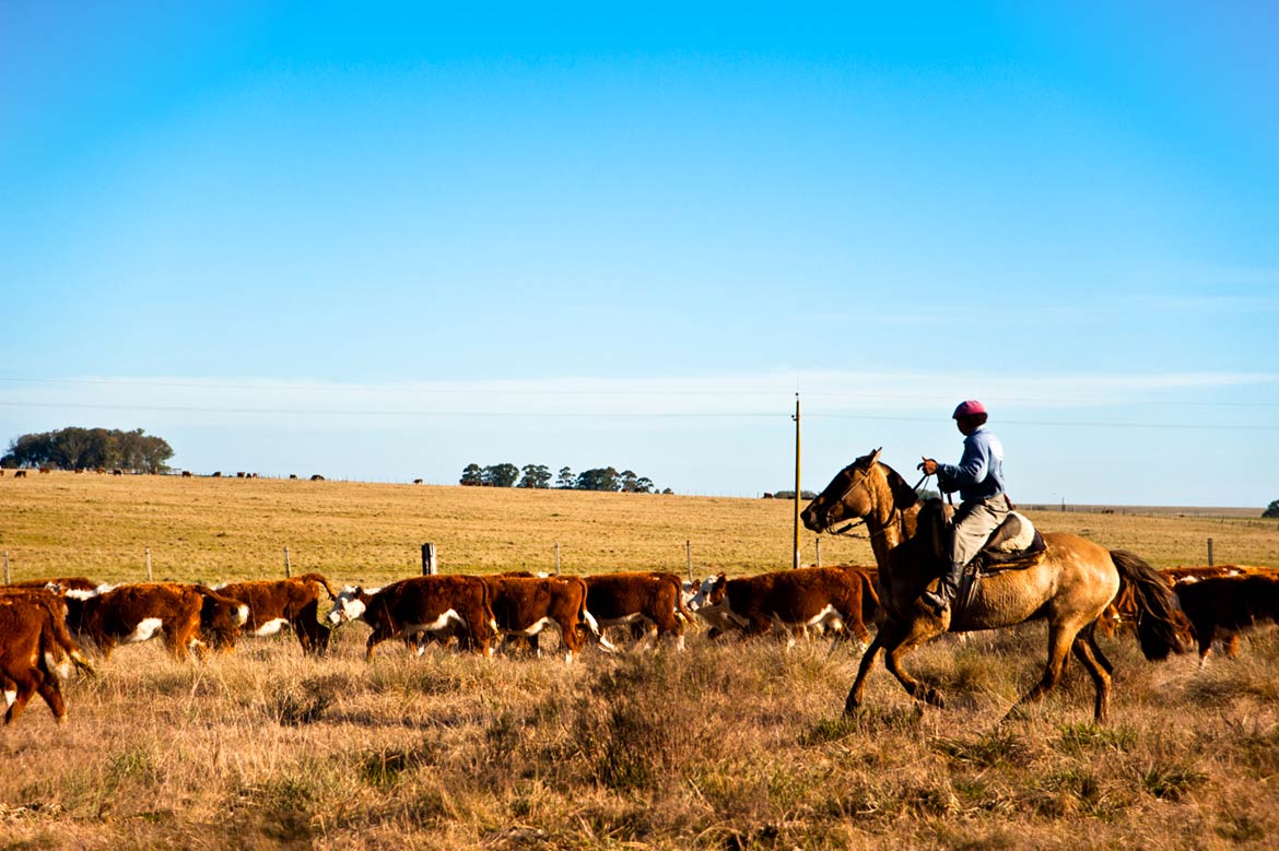 Goucho near Rocha, Uruguay