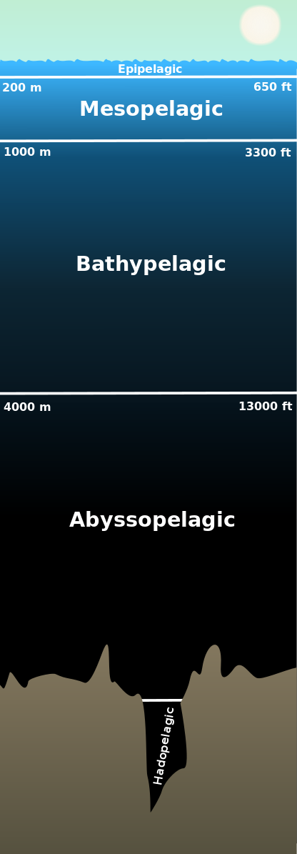 Pelagic Zones of the Ocean