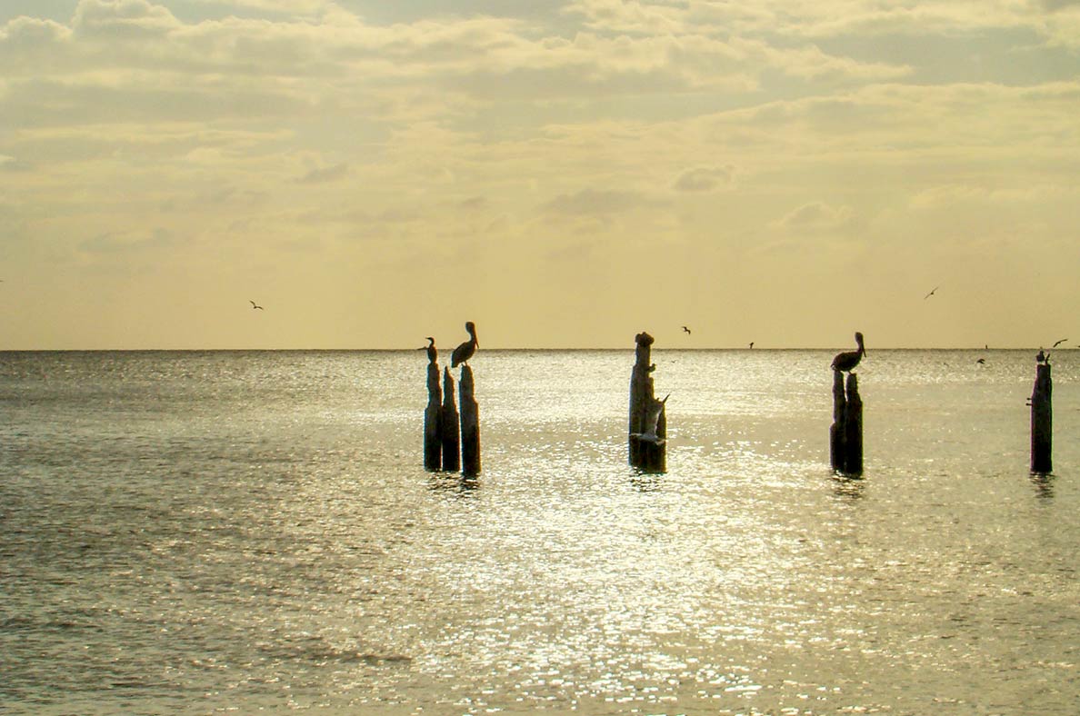 Pelicans hang out at Southernmost Beach of Key West