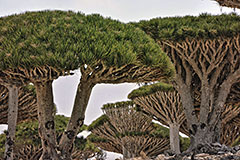 Dragon Trees Socotra