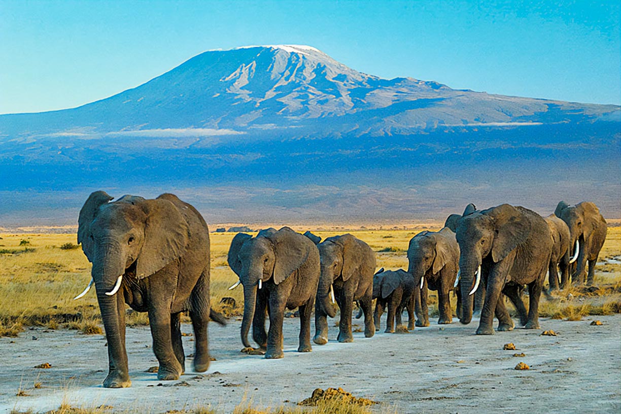 Elephants at Amboseli National Park with Mount Kilimanjaro