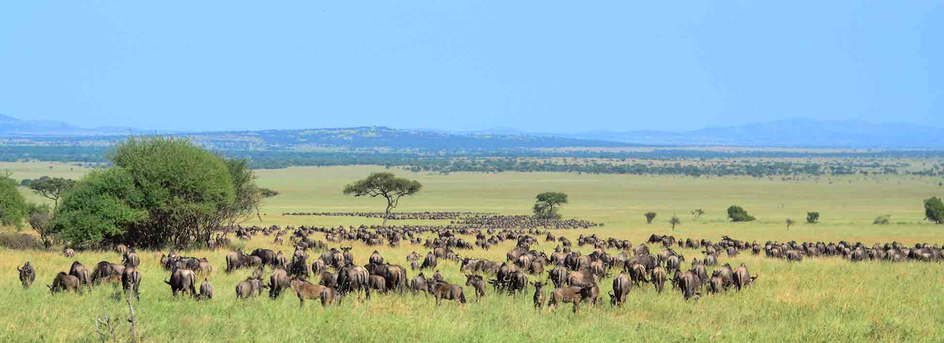 Wildebeest in the Serengeti National Park