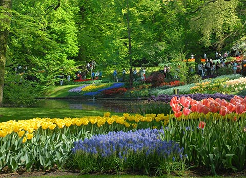 Keukenhof