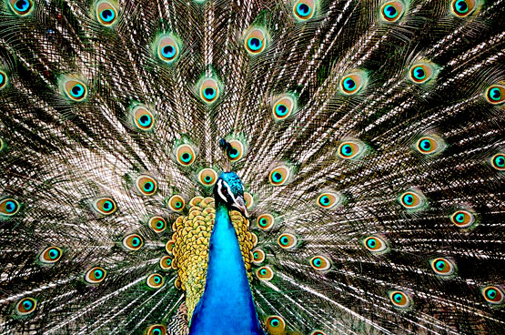 Peacock